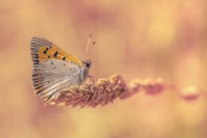 vlinder op bloem blog onzekerheid overwinnen